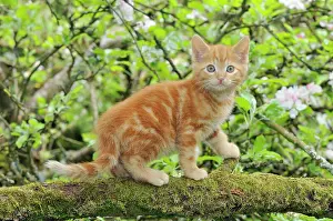 Apple: KITTEN. (ginger) in an apple tree