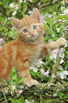 KITTEN. (ginger) in an apple tree