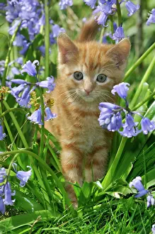 Ginger: KITTEN. ( ginger) in bluebells