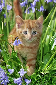 Ginger: KITTEN. ( ginger) in bluebells