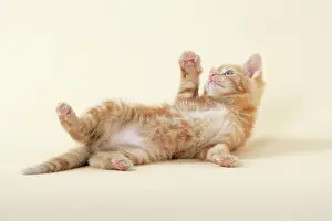 Torties: KITTEN. ( ginger) playing
