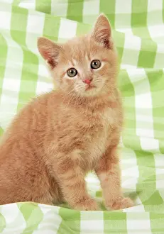 Gingham: Kitten on green gingham