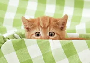 Startled: Kitten on green gingham