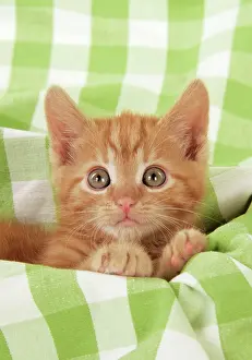 Gingham: Kitten on green gingham