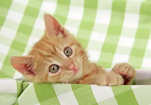Gingham: Kitten on green gingham