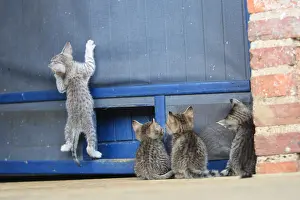 Hung: Kitten hanging from a mosquito screen