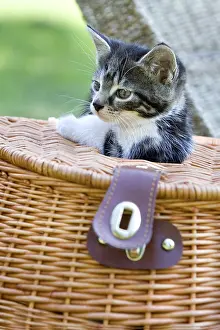 Trugs: Kitten with its head out of a basket Lautenbach France