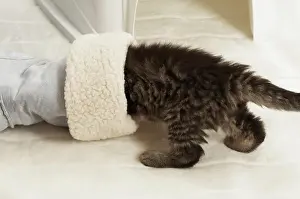 Places: Kitten hiding in a boot Katzenjunges versteckt sich