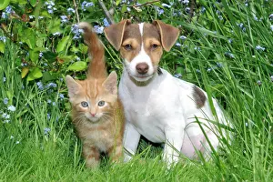 Jack: Kitten & ( Jack Russell ) puppy