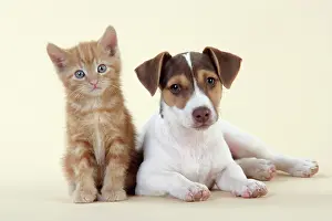 Jack: Kitten & Jack Russell puppy