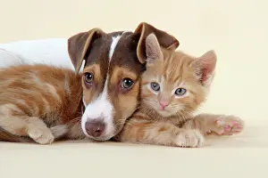 Jack: Kitten & Jack Russell puppy