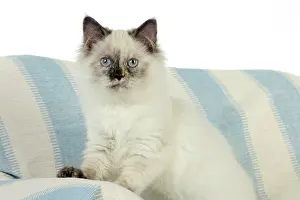 Sofas: KITTEN. Kitten sitting