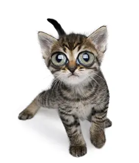 151119: Kitten, with large eyes