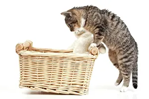 Container: Kitten looking into a basket with teddy Junge Katze