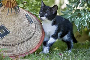 Headdress: Kitten looking at a bee flying near a hat Lautenbach France