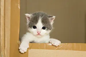 Boxes: Kitten looking couriously out of a carboard box