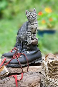 Oberbruck: Kitten on lumberjack shoes in Oberbruck Alsace France