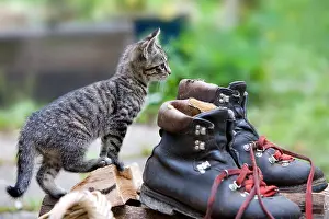 Oberbruck: Kitten and lumberjack shoes in Oberbruck Alsace France