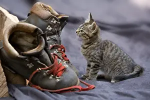 Oberbruck: Kitten and lumberjack shoes in Oberbruck Alsace France