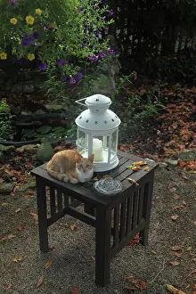 Tables: Kitten lying on a table next to a lantern - France