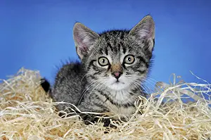 Mackerel: Kitten, mackerel, 10 weeks old