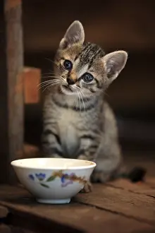 Inle: Kitten in a monastery on the Inle Lake in Burma
