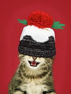 Pudding: Kitten with mouth open wearing Christmas pudding