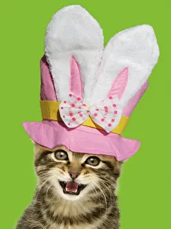 220218: Kitten, with mouth open - wearing Easter top hat