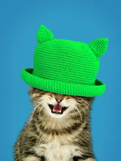 Covering: Kitten - with mouth open wearing green hat covering eyes