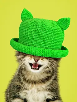Everyday: Kitten - with mouth open wearing green hat covering eyes