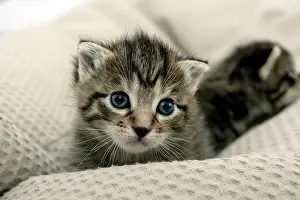 Sense: Kitten on a pillow