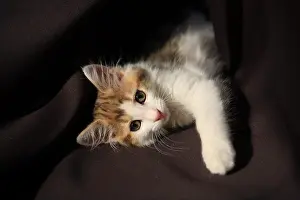 Fabrics: Kitten playing with fabric
