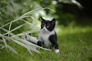 Ordinary: Kitten playing in garden Normandy France