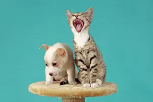Internal: Kitten and pup peacefully sitting beside each other
