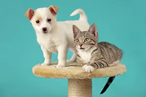 Internal: Kitten and pup peacefully sitting beside each other