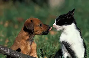 Ginger: KITTEN AND PUPPY WITH TONGUE OUT