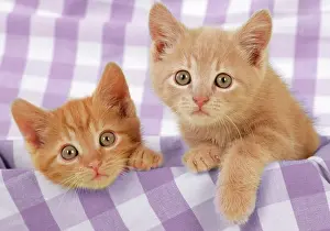 Gingham: Kitten on purple gingham