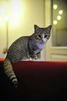 Materials: Kitten and reflection of light