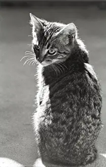 Gloomly: Kitten Refuge of Beauregard France