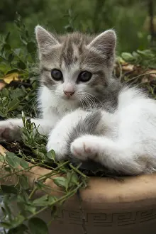 Hotpots: Kitten resting in a flower pot on a garden terrace