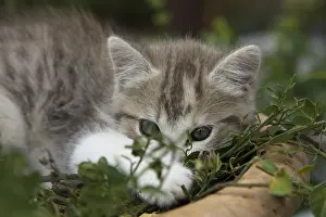 Hotpots: Kitten resting in a flower pot on a garden terrace