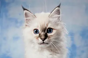 Birman: Kitten, Sacred Birman breed, portrait