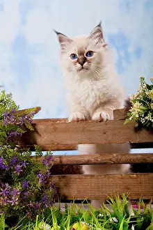 Birman: Kitten, Sacred Birman breed, standing at a fence
