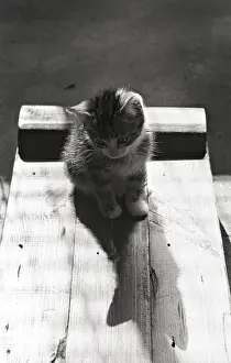 Lonesome: Kitten and his shadow Refuge of Beauregard France