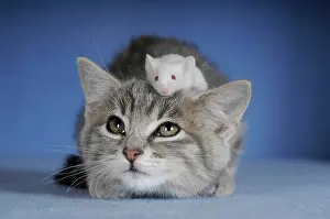 Fancy: Kitten, silver tabby and white coloured fancy mouse