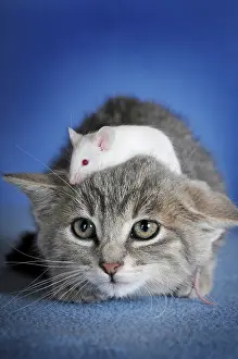 Fancy: Kitten, silver tabby and white coloured fancy mouse