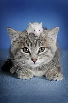 Fancy: Kitten, silver tabby and white coloured fancy mouse