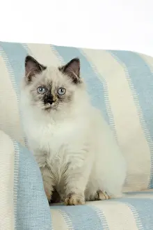 Sofas: KITTEN sitting