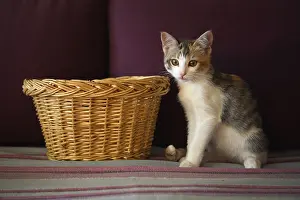 Fabrics: Kitten sitting beside a basket in a house