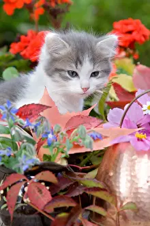Degraded: Kitten sitting behind a copper pot and flowers France